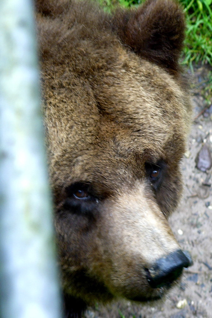 ...che espressione feroce!