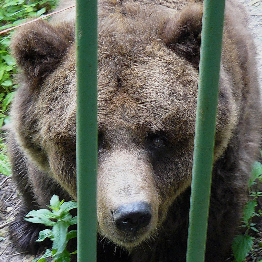 tristezza dietro le sbarre...