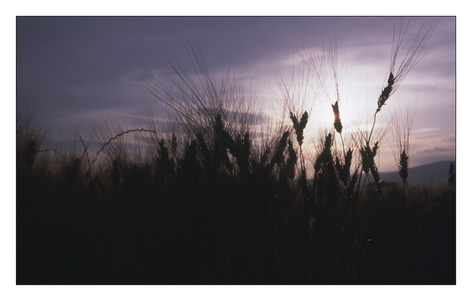 spighe in controluce