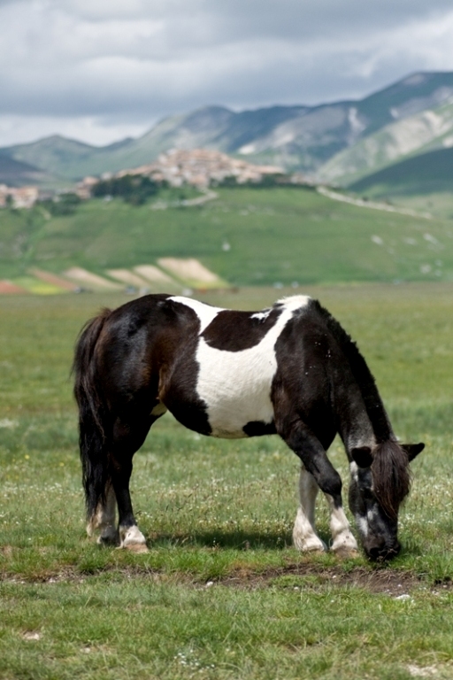 cavallo