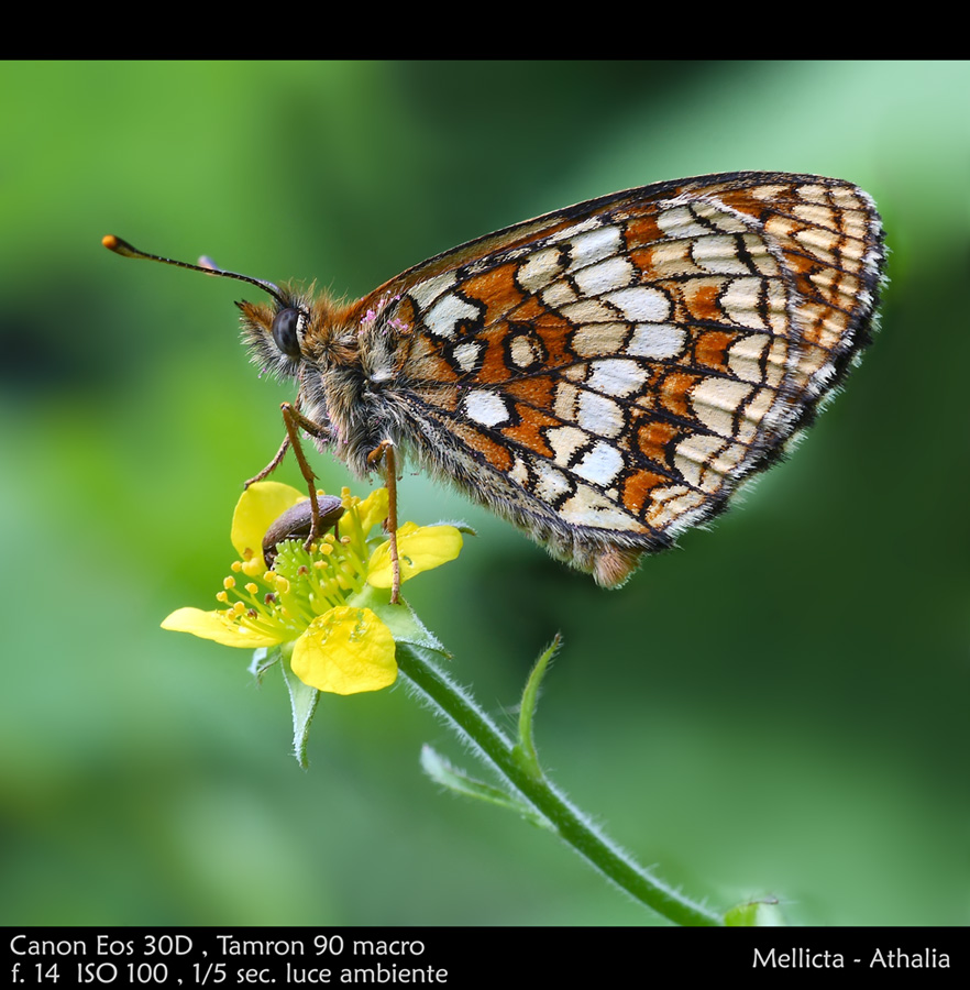 Profilo di farfalla....