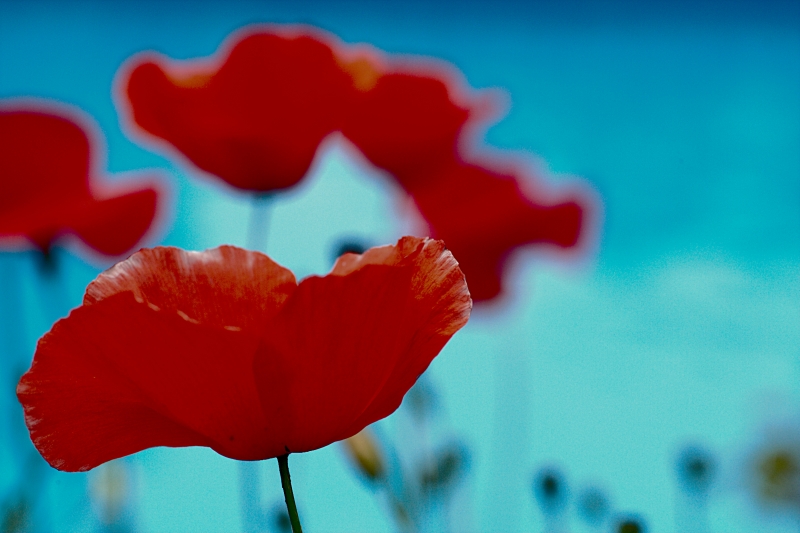 Colori Assenti Di Fine Primavera