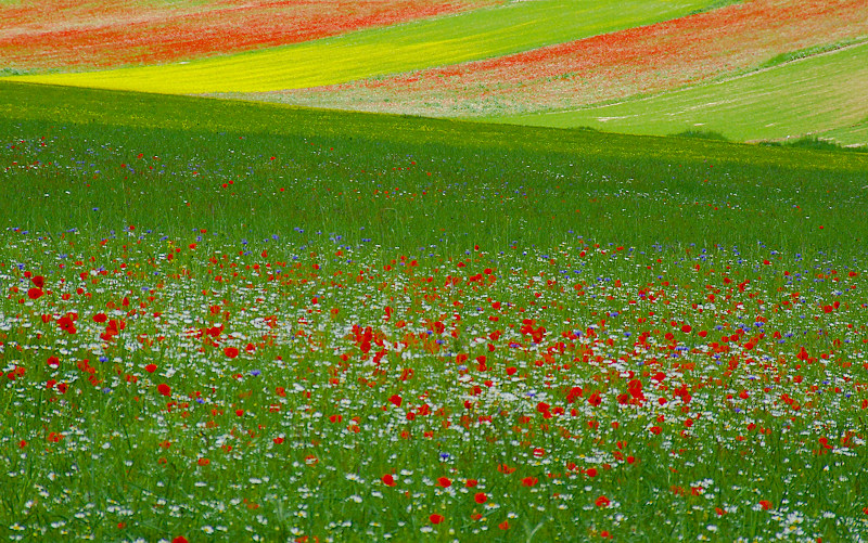 INTRECCIO DI COLORI (RADUNO CASTELLUCCIO)