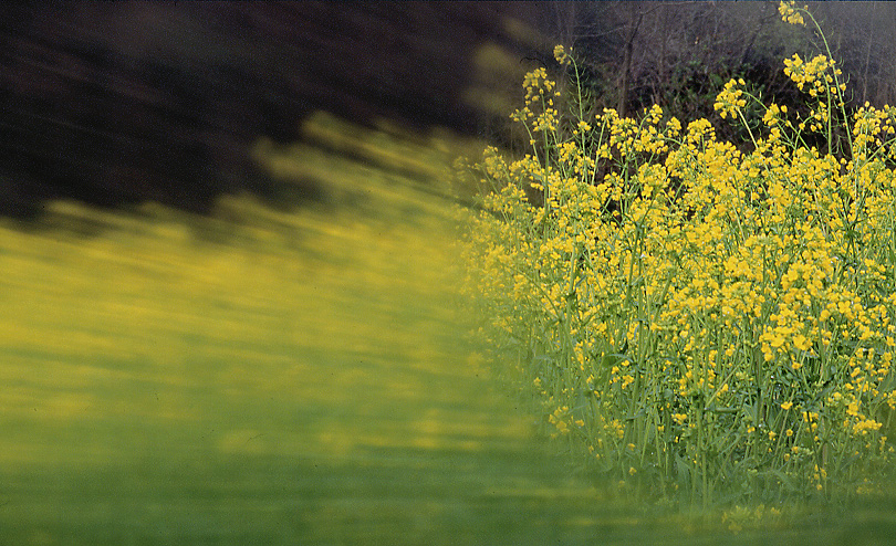 Primavera che fugge via