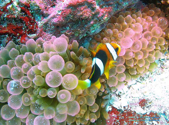 Anemone rosa - rarissimo