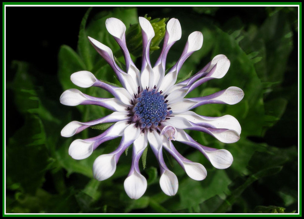 raggi di .... speranza....