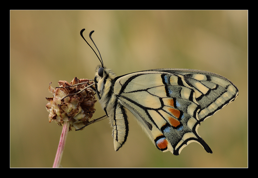 Papilio macaon