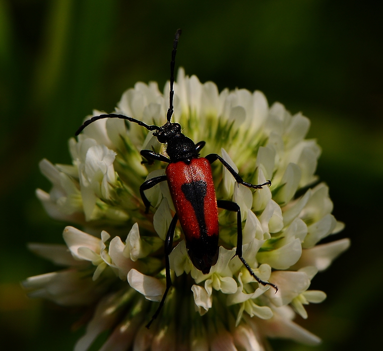 fiore di trifoglio ed inquilino
