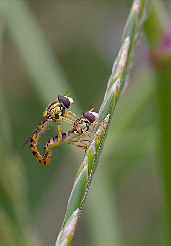 Carica...affondo...rilascio