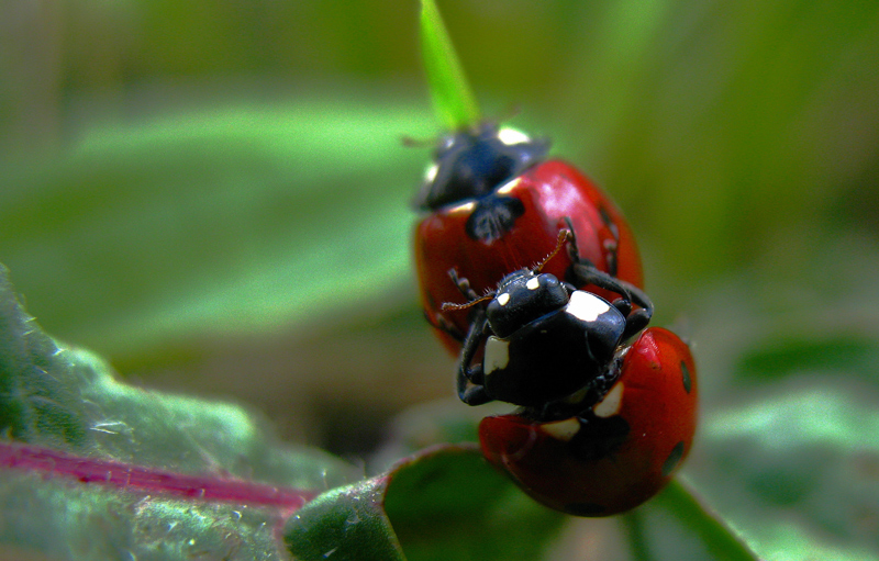 ...coccole tra coccinelle....