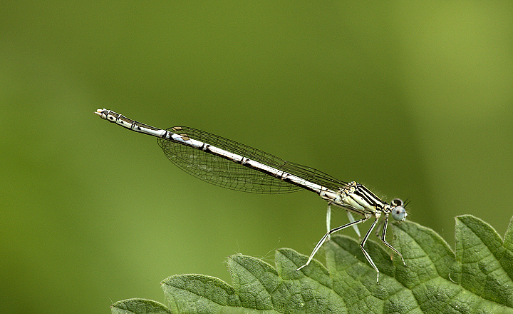 Platycnemis pennipes (fem)