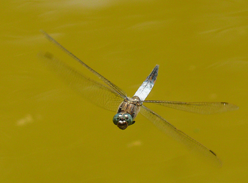 Libellula in volo frontale