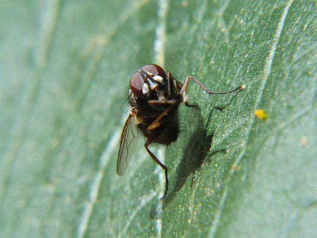 mosca su foglia