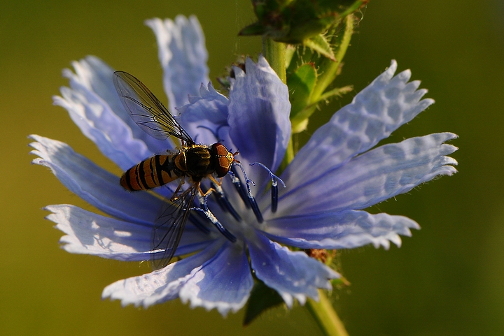 "Lulu spegne le candeline"