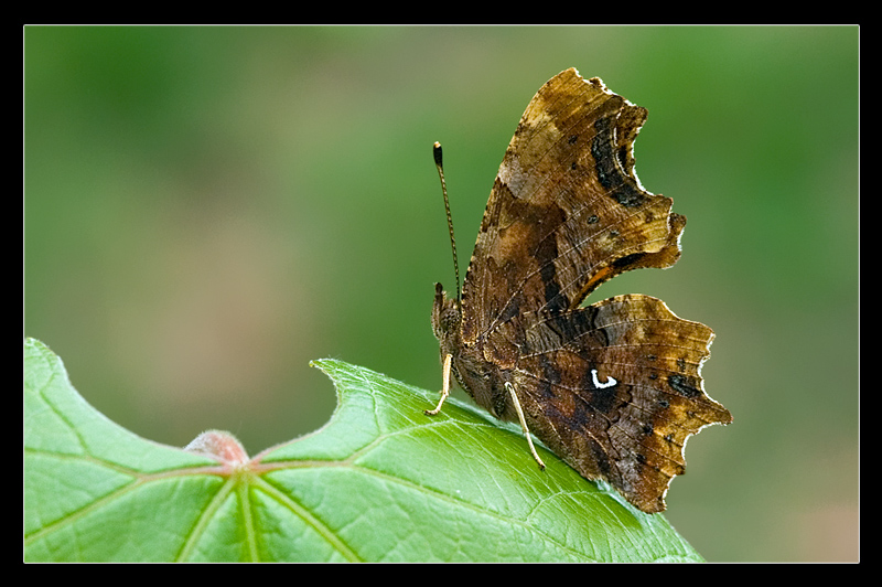 Polygonia c-album (Vanessa c-bianco)