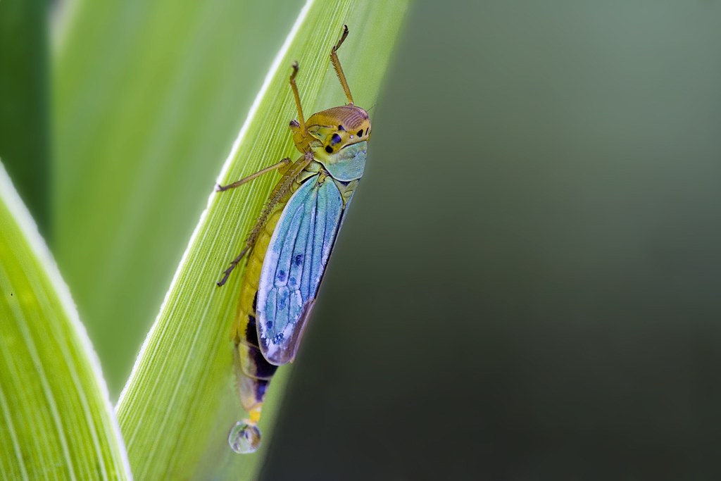 Cicadella al mattino