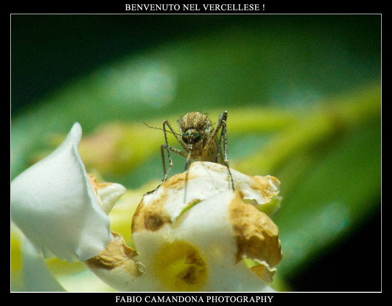 benvenuto nel vercellese !