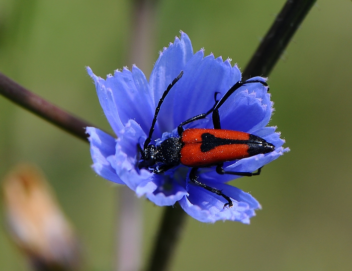 "piatto ricco mi ci ficco"