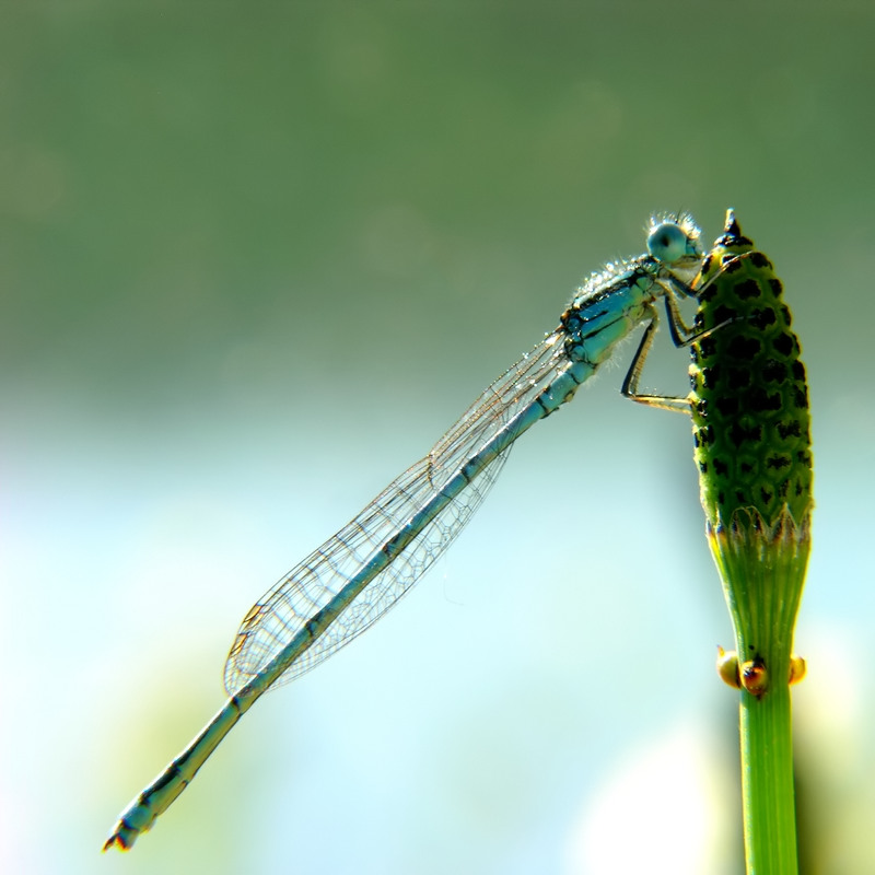 Damigella di primo mattino