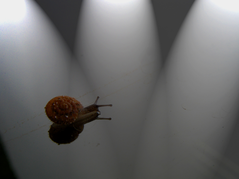 ed ecco a voi ......la star!!!!!