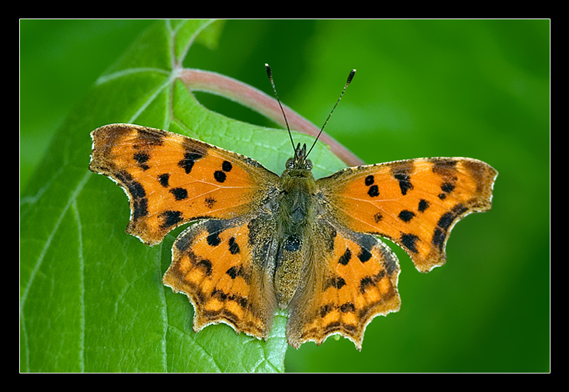 La stessa Vanessa c-bianco con le ali aperte.