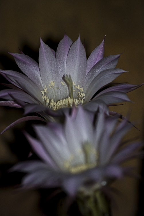 Sbocciati col plenilunio