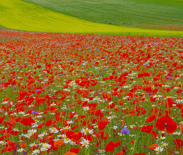 PAPAVERI,MARGHERITE ECC. ECC: (RADUNO NSF)