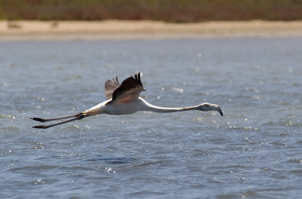 [Fenicottero] rosa in volo