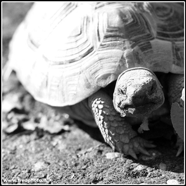 Che hai da guardare?