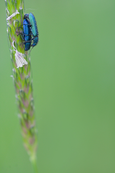 Amore pericoloso....