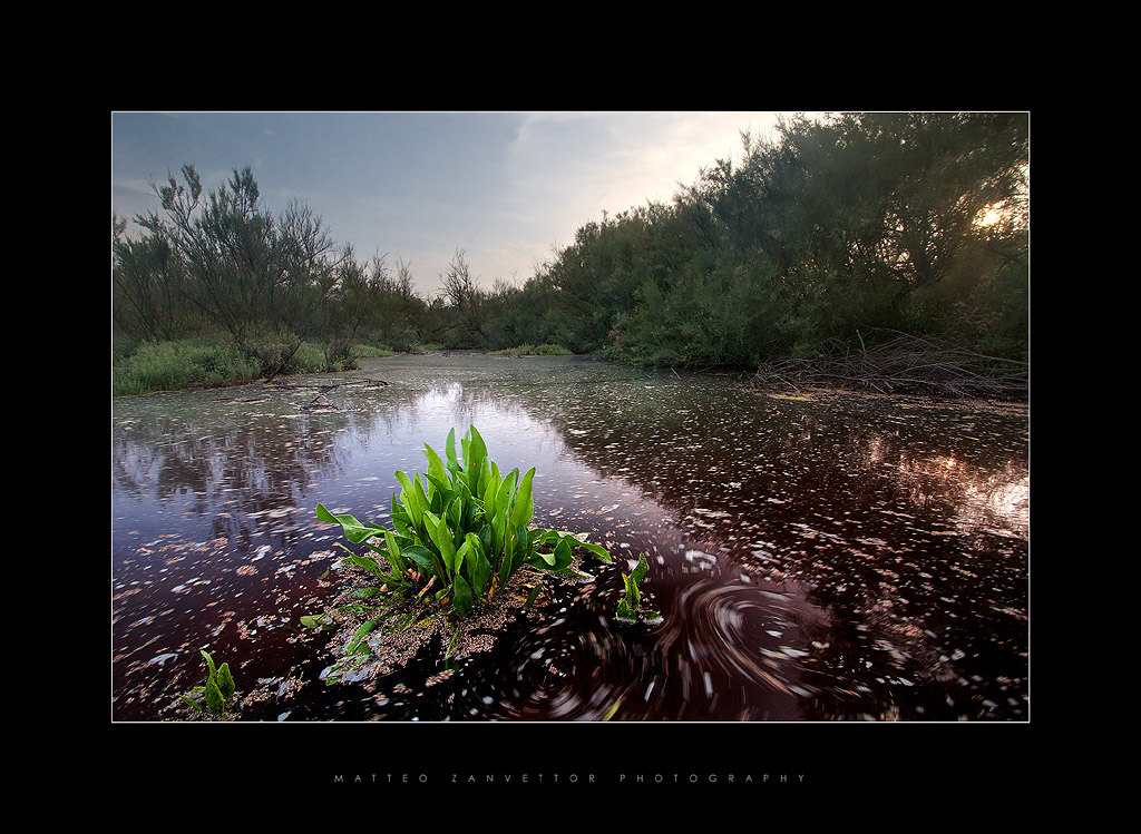 Greens Flames In The Swamp