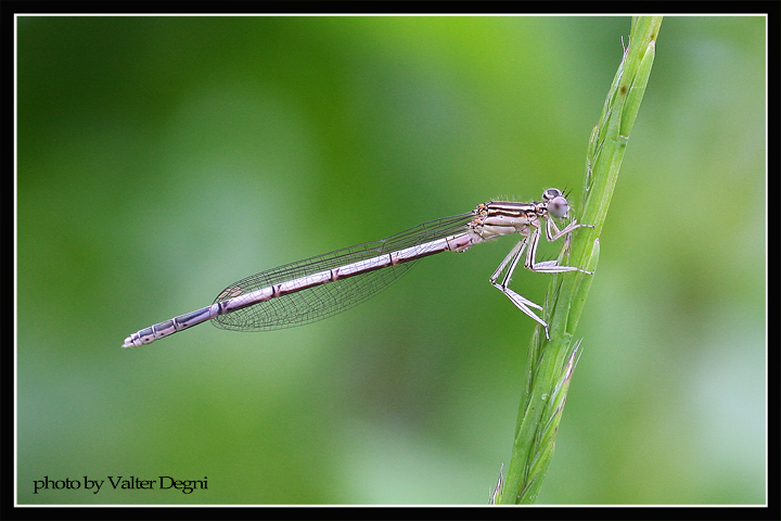 Platycnemis pennipes (fem)