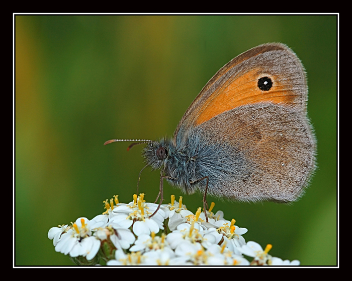 Incontri passeggiando