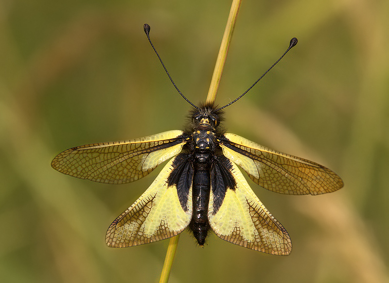 Libelloides Longicornis