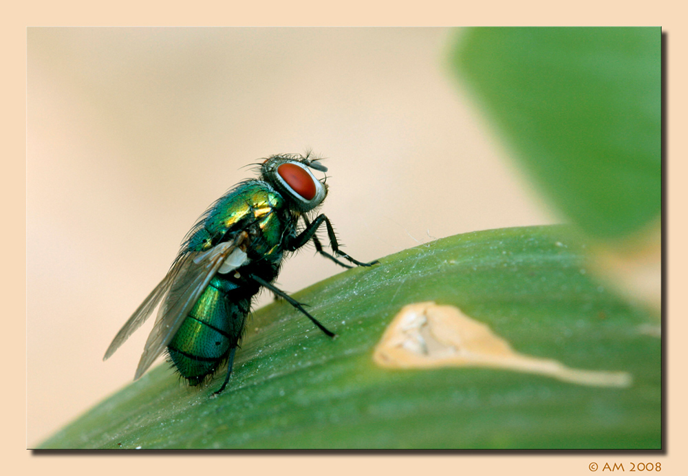 Moscone Lucilia  Caesar