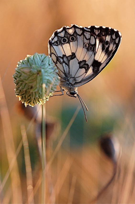 Quando il sole incendia le spighe...