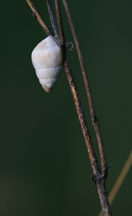 Marmorea