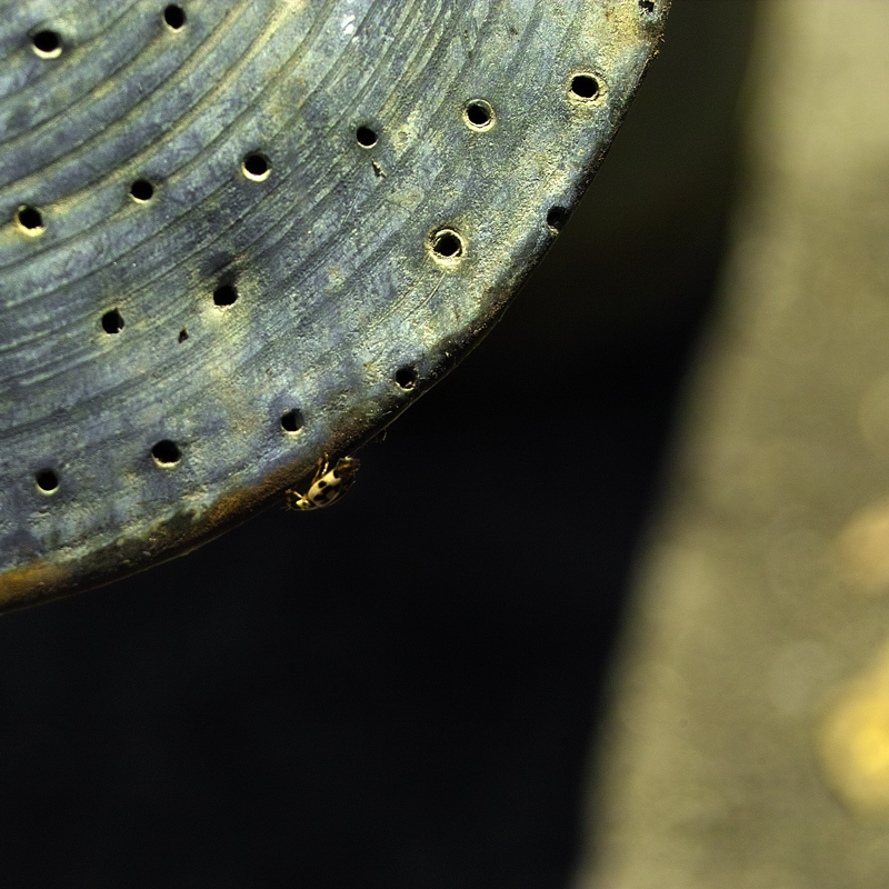 Geometrie con insetto