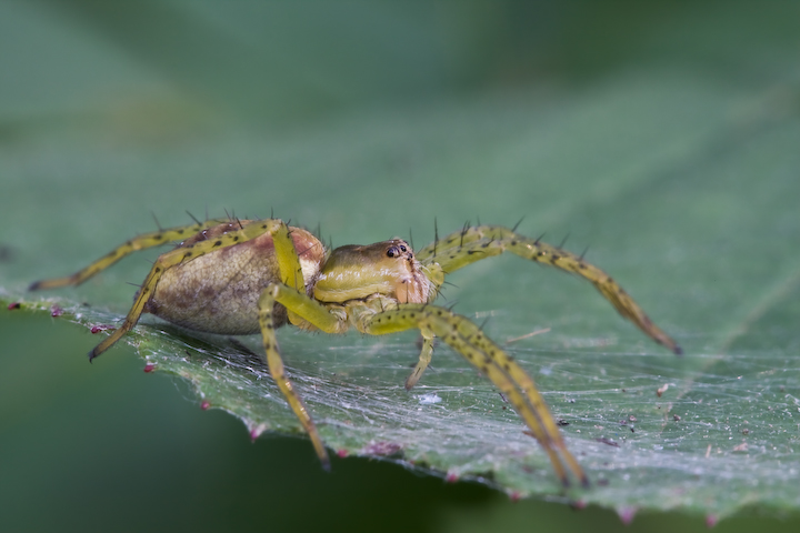 Controllo ogni tuo movimento!