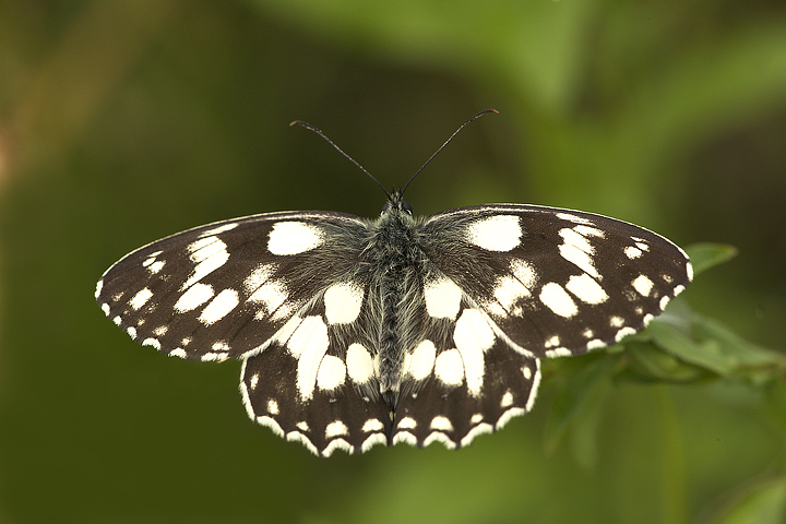 Melanargia galathea