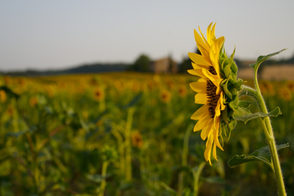 Profilo di Girasole!
