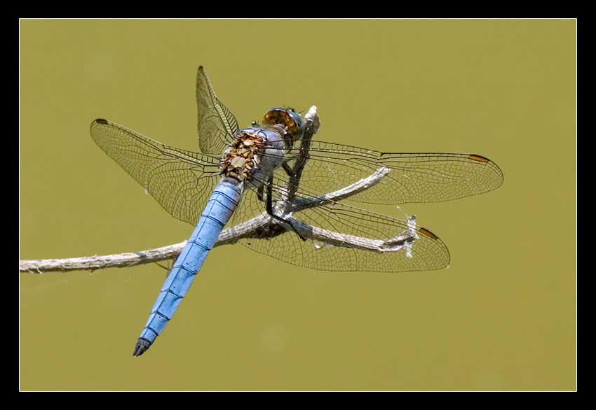 Libellula con Blue-Jeans