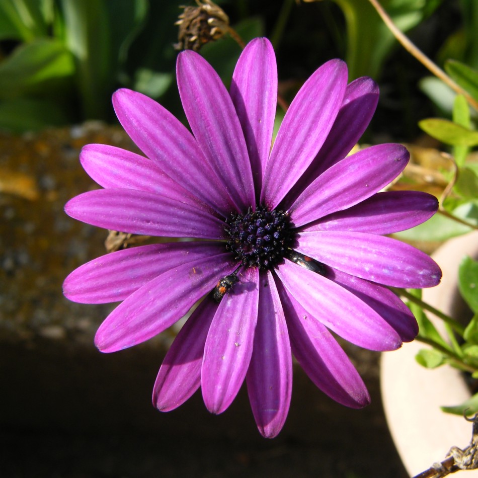 semplicemente fiore...