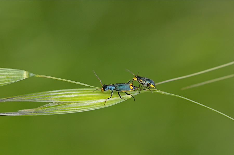 Prove di accoppiamento