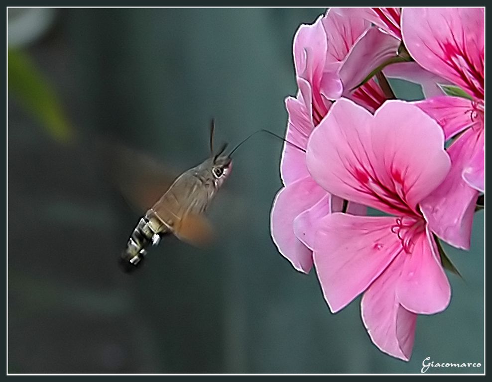 macroglossum