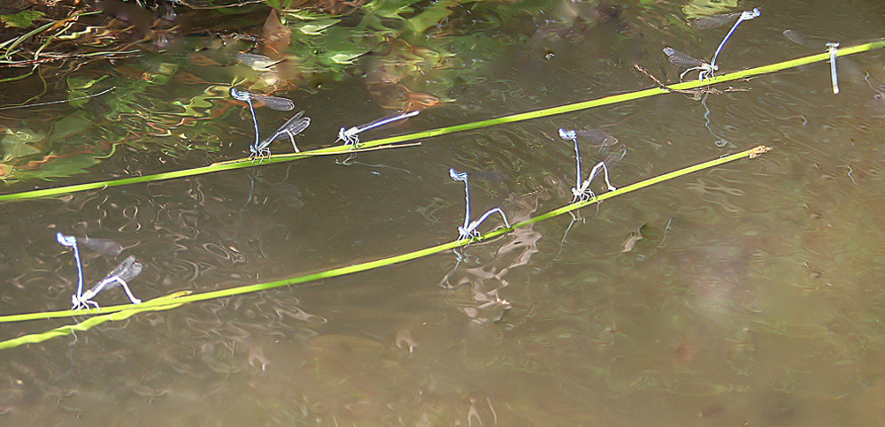 Il corpo di ballo del Bolscioi
