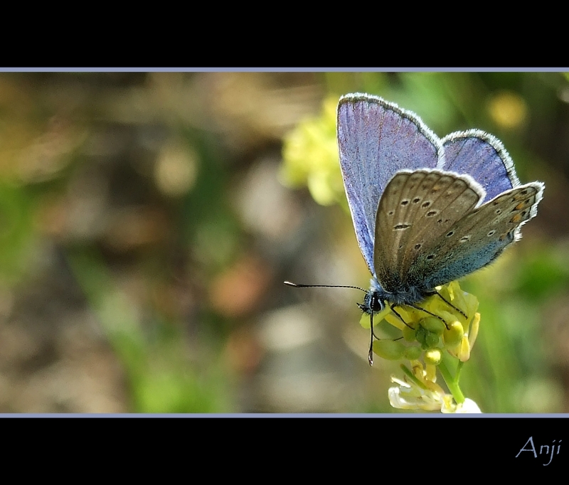 ...questo fiore � mio!!!...