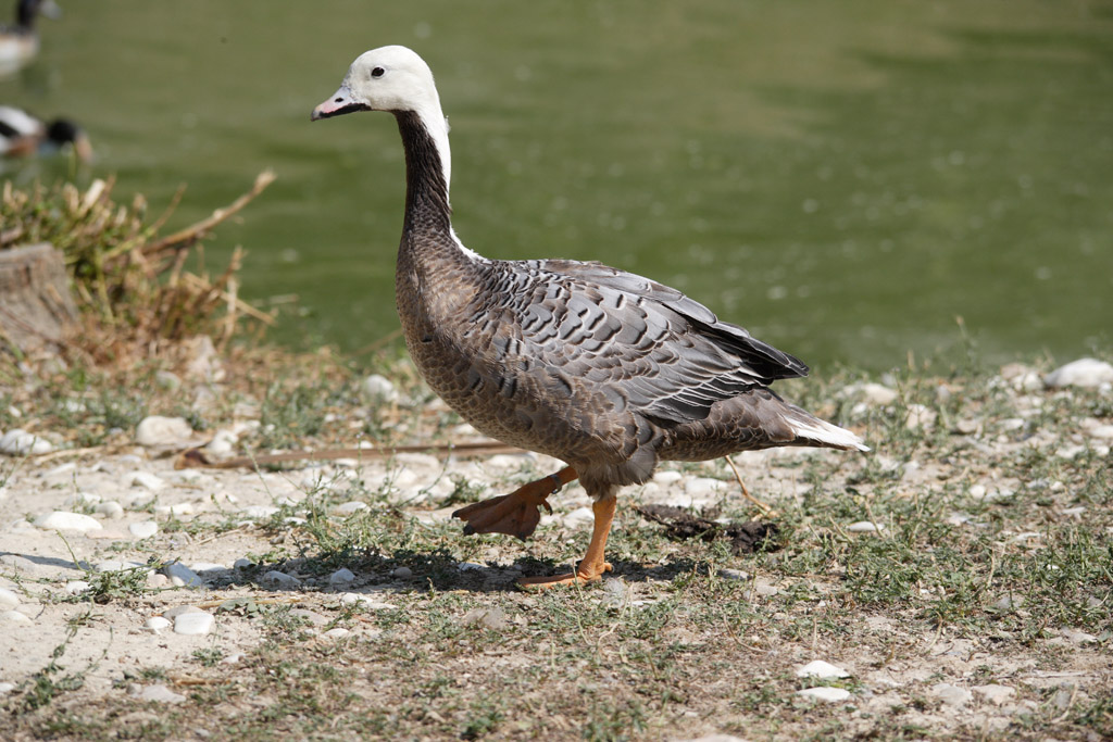 passegiatina solitaria