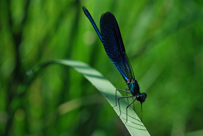 Altra Calopteryx