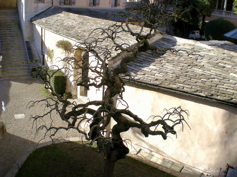 albero del Sacro Monte di Varallo